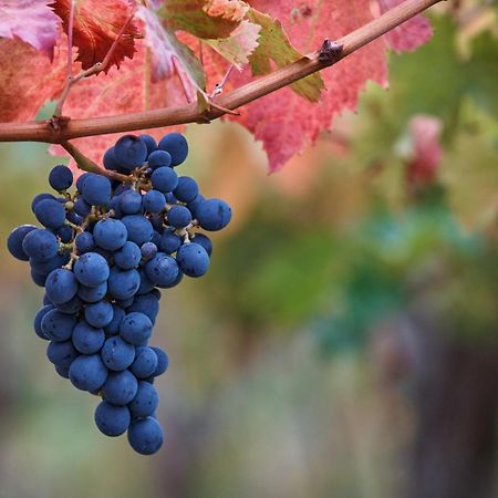 La Casa Del Vino - B&B Tollo Ngoại thất bức ảnh