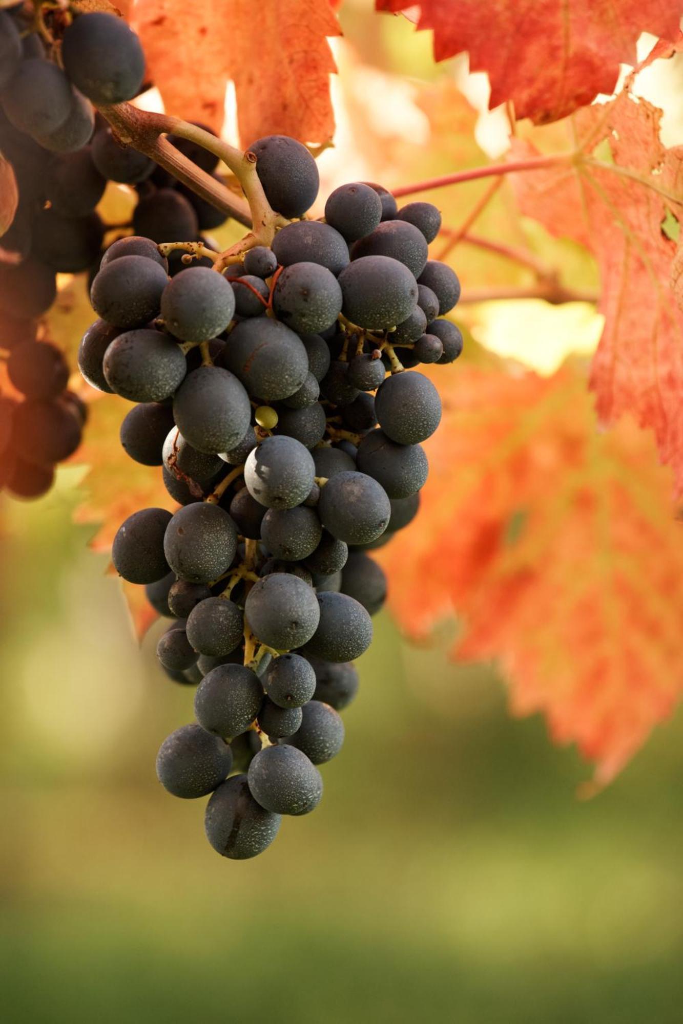 La Casa Del Vino - B&B Tollo Ngoại thất bức ảnh